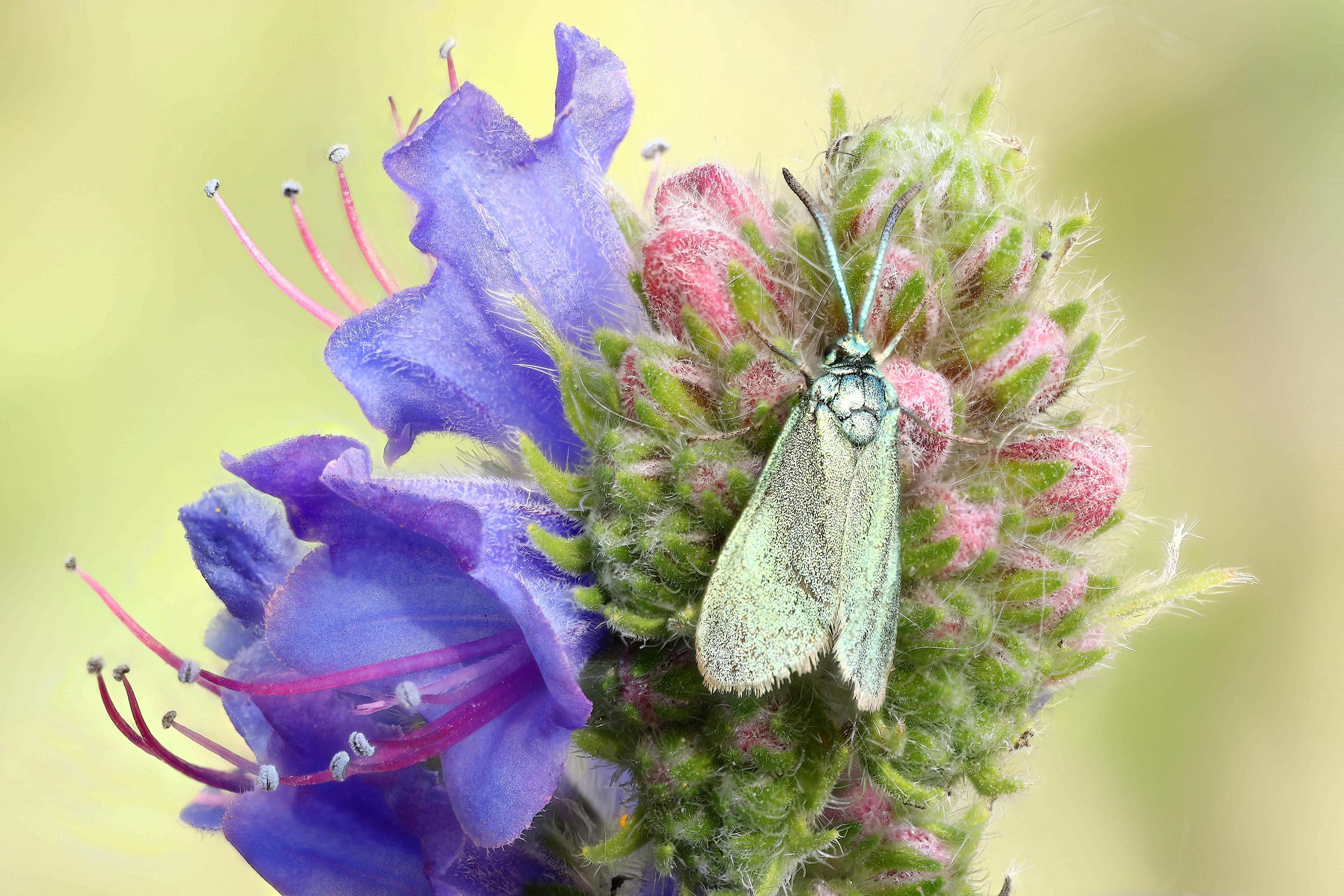 Cistus Forester Coedwir Bach Copyright Janet Graham