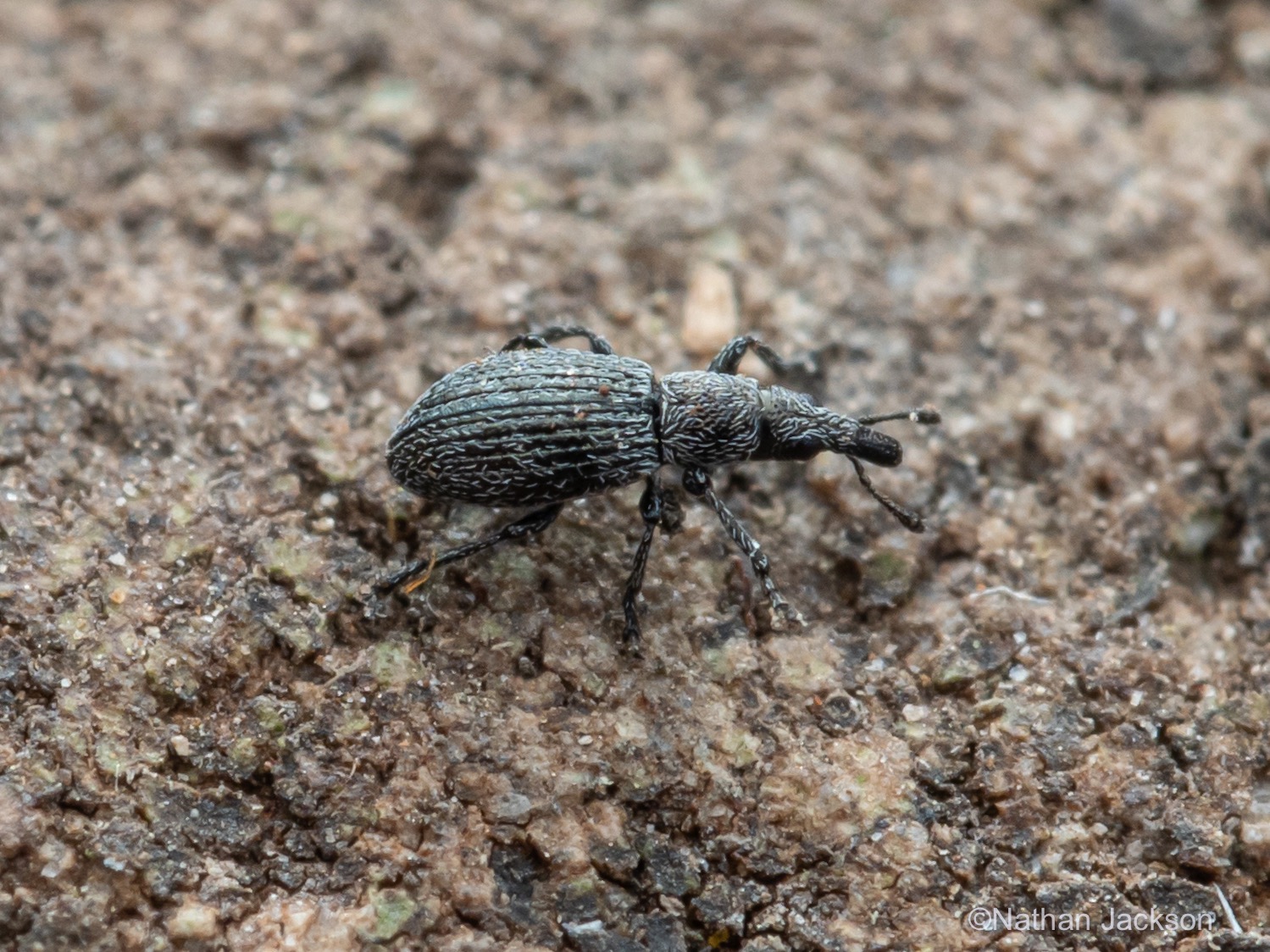 Haciculare Helianthemapion aciculare Copyright Nathan Jackson