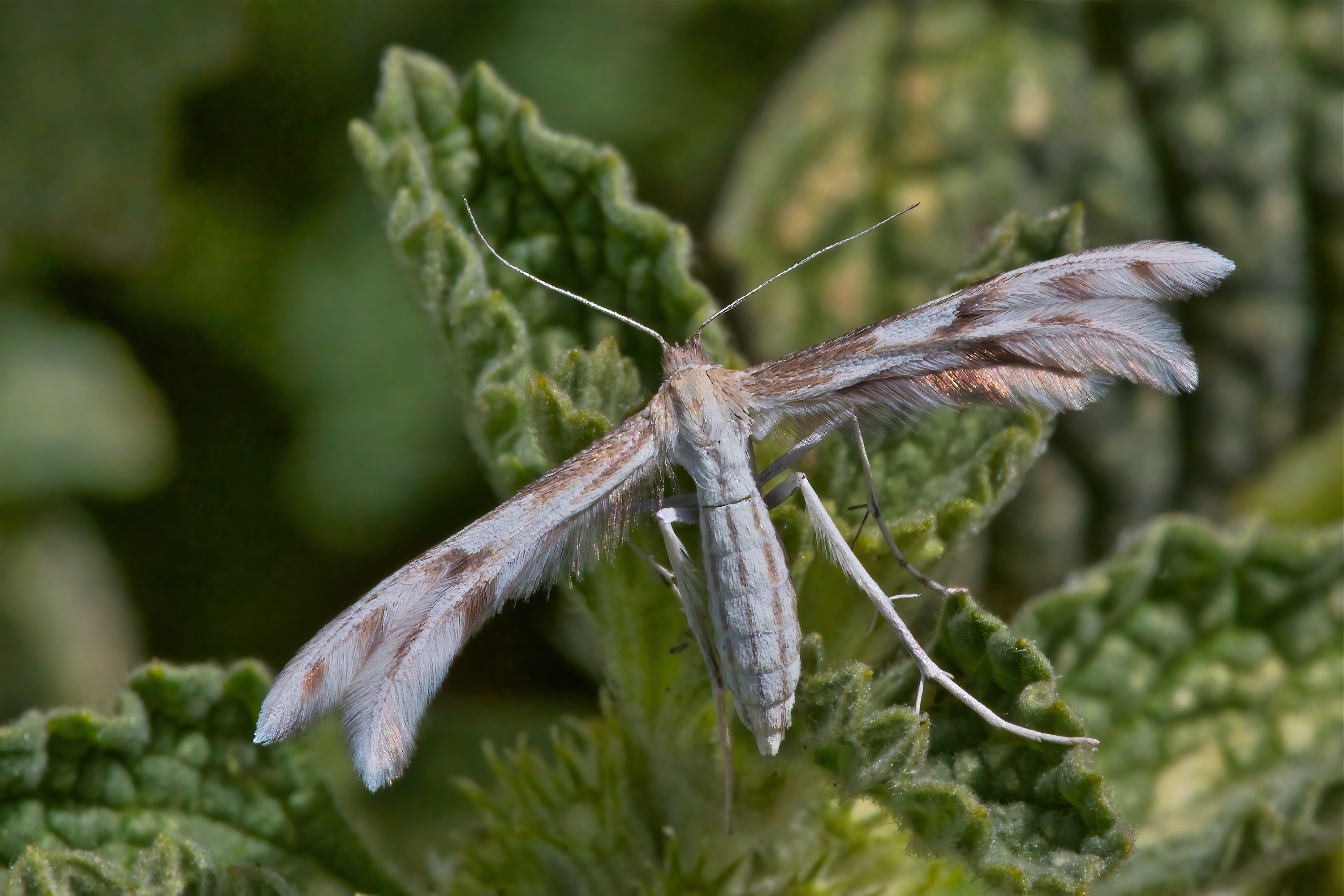Horehound plume Gwyfyn Pluog y Ro-rownd Copyright Iljia Vukomanovic