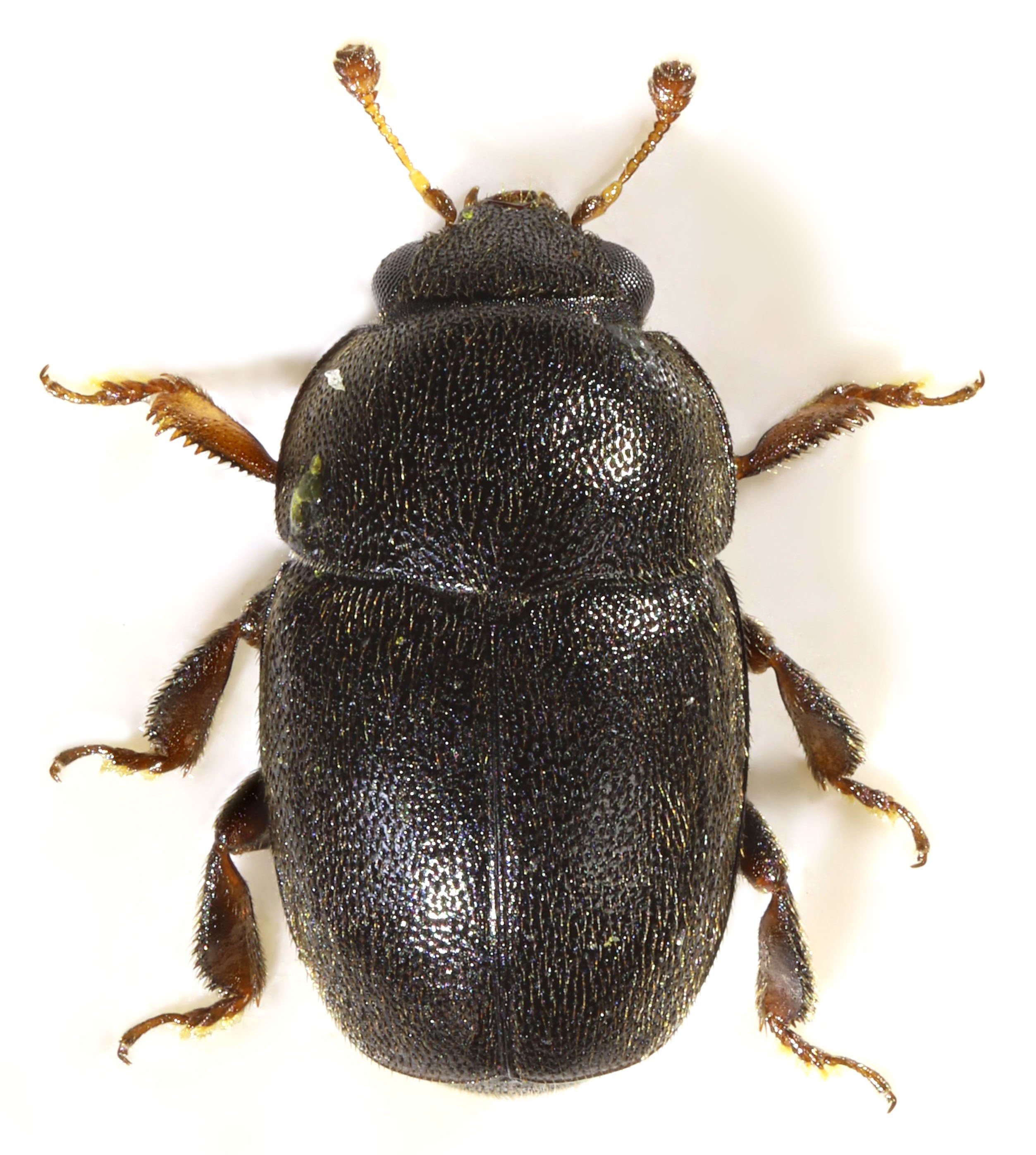 Meligethes brevis Copyright Janet Graham