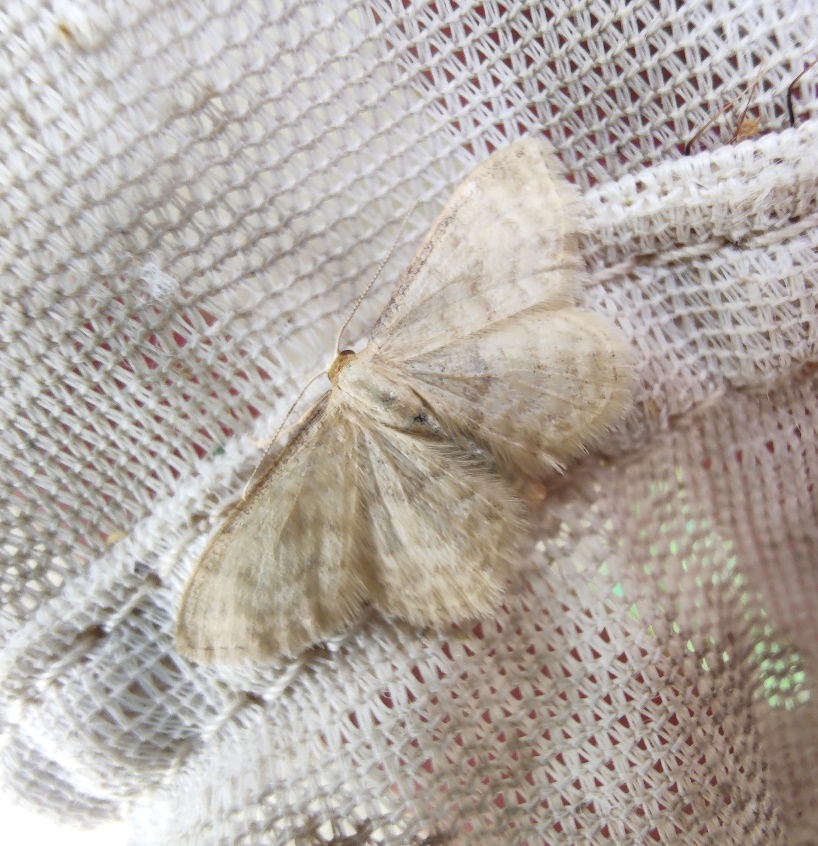 Silky Wave Ton Sidan Copyright Thom Dallimore